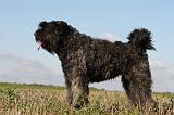 BOUVIER DES FLANDRES 224